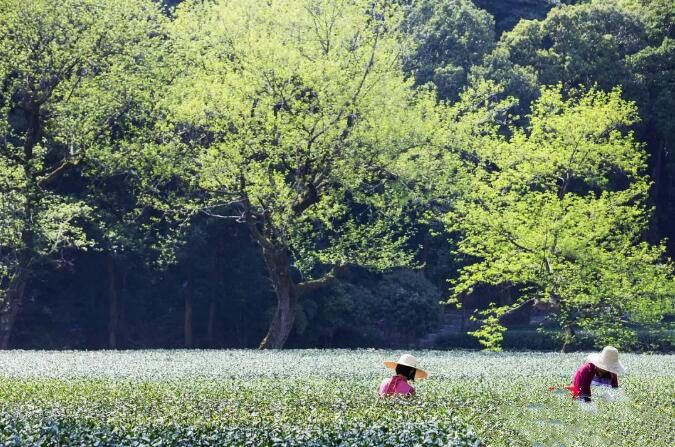 有关于浙江：到2025年实现龙井茶年产值超80亿元的信息(3)