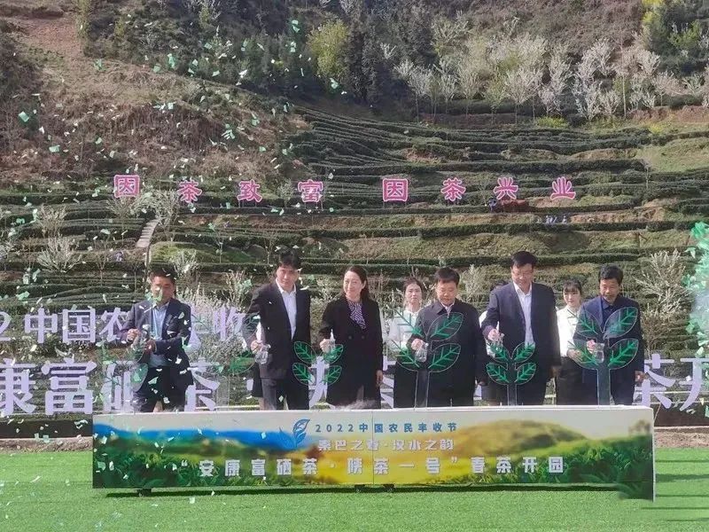 有关于安康百万亩茶园盛大开园的相关内容(2)