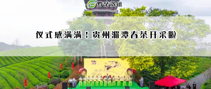 有关于仪式感满满!贵州湄潭春茶开采啦的内容