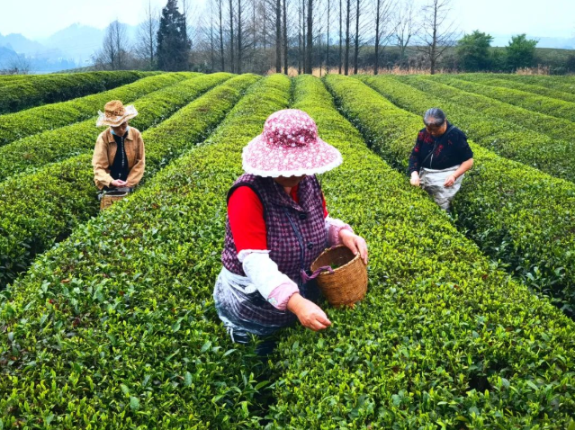 有关于仪式感满满!贵州湄潭春茶开采啦的内容(4)