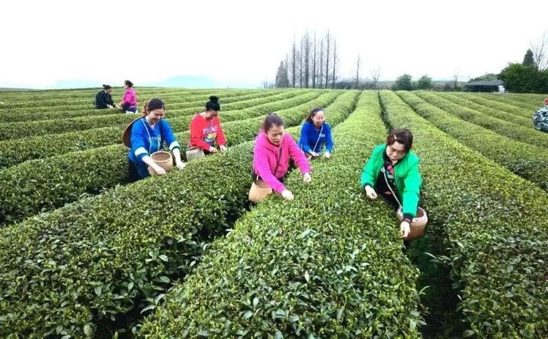 有关于仪式感满满!贵州湄潭春茶开采啦的内容(3)