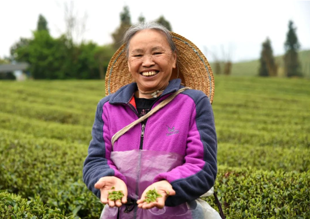 有关于仪式感满满!贵州湄潭春茶开采啦的内容(5)