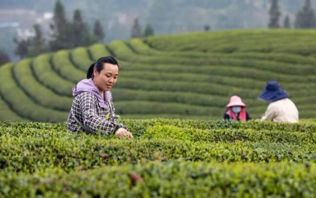 有关于水河村:茶园春意盎然 又到春茶开采的信息