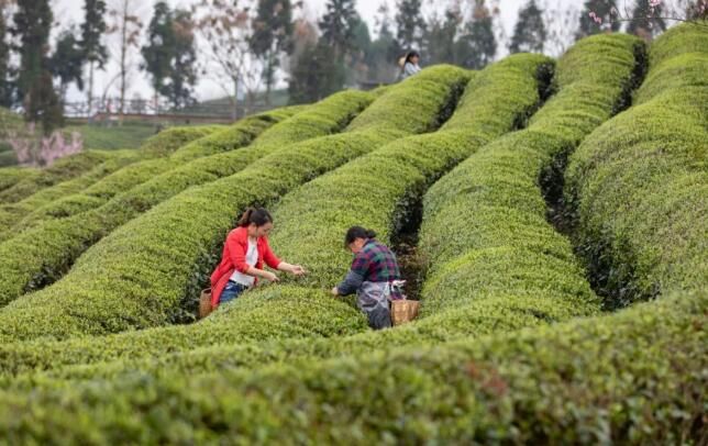有关于水河村:茶园春意盎然 又到春茶开采的信息(1)