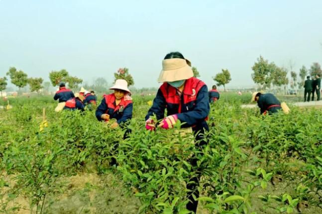 关于信阳春茶陆续开采 光山杜岗茶场采摘忙的相关内容(2)