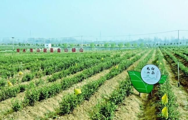关于信阳春茶陆续开采 光山杜岗茶场采摘忙的相关内容