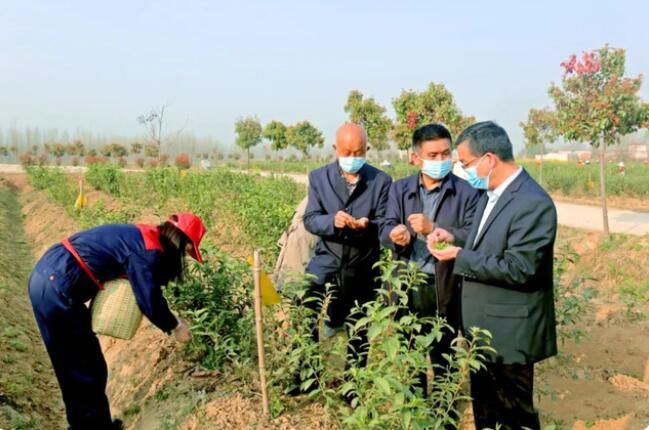 关于信阳春茶陆续开采 光山杜岗茶场采摘忙的相关内容(1)
