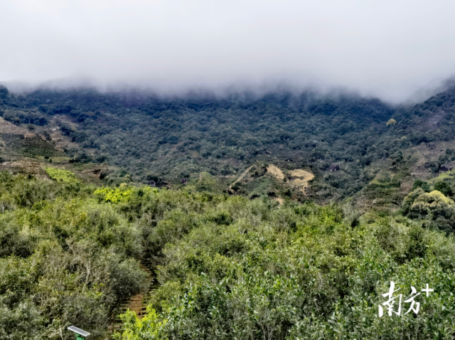 关于凤凰单丛茶产业链深调研之种植 :高山打造精细古茶园 中低山发展智慧茶园的新闻(3)