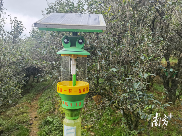 关于凤凰单丛茶产业链深调研之种植 :高山打造精细古茶园 中低山发展智慧茶园的新闻(2)