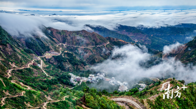 关于凤凰单丛茶产业链深调研之种植 :高山打造精细古茶园 中低山发展智慧茶园的新闻