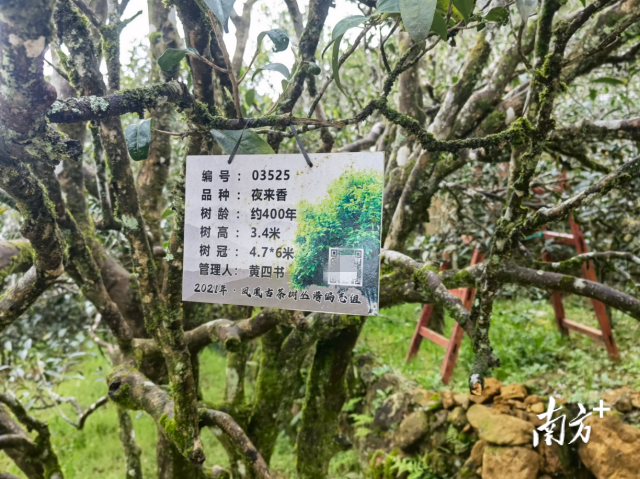 关于凤凰单丛茶产业链深调研之种植 :高山打造精细古茶园 中低山发展智慧茶园的新闻(4)