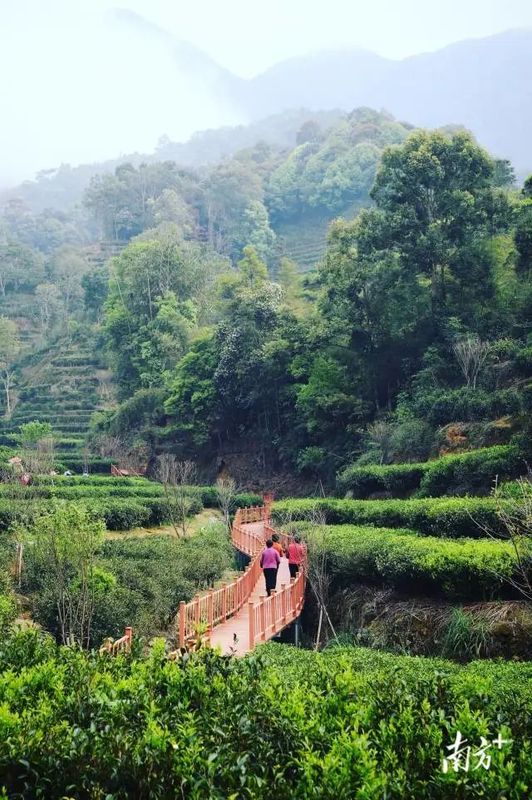 关于凤凰单丛茶产业链深调研之种植 :高山打造精细古茶园 中低山发展智慧茶园的新闻(5)