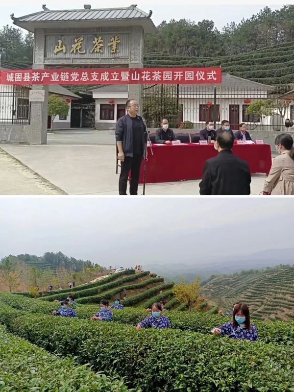 关于汉中仙毫陆续开采的相关信息(4)