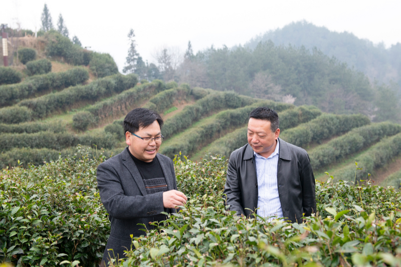关于汉中仙毫陆续开采的相关信息