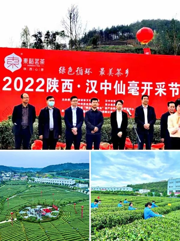 关于汉中仙毫陆续开采的相关信息(2)