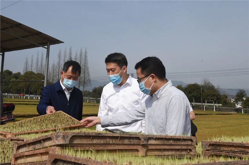 有关于以富民增收为核心 着力推动农业提质增效发展,李强调研春耕备耕和茶产业的新闻(1)