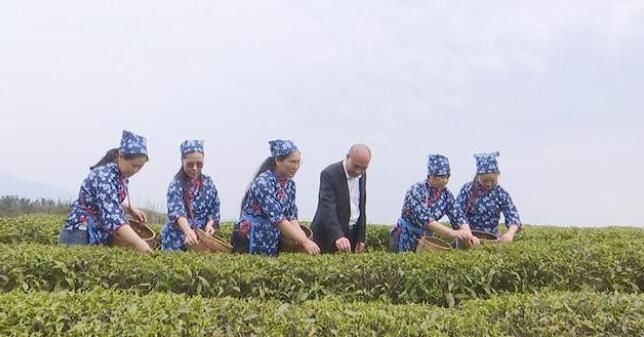 关于蓝山百叠岭2022年高山有机春茶开采的信息
