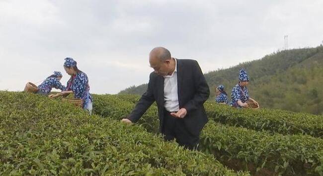 关于蓝山百叠岭2022年高山有机春茶开采的信息(2)