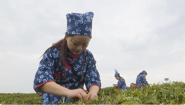 关于蓝山百叠岭2022年高山有机春茶开采的信息(3)