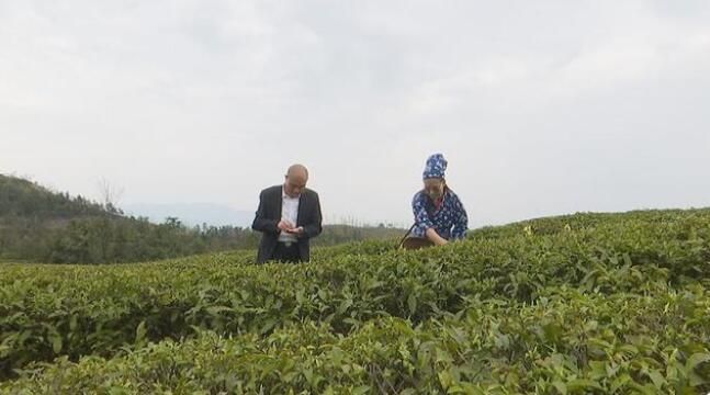 关于蓝山百叠岭2022年高山有机春茶开采的信息(1)