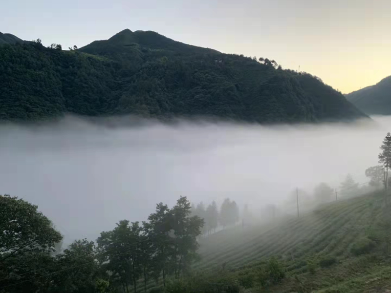 关于盐场镇:大力发展茶产业助力乡村振兴的资讯