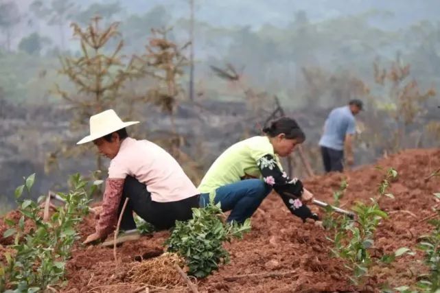 有关于千亩茶园:太平狮山六堡茶种植示范基地的相关信息(3)