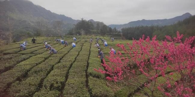 有关于湖北英山26万亩春茶开园 茶香四溢的信息(1)