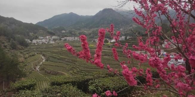 有关于湖北英山26万亩春茶开园 茶香四溢的信息(2)