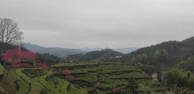 有关于湖北英山26万亩春茶开园 茶香四溢的信息