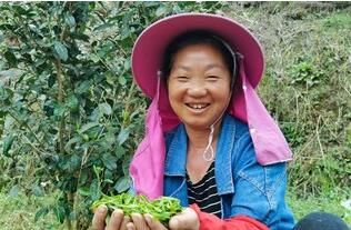 关于毕节七星关：深山古树茶 增收新产业的内容(3)