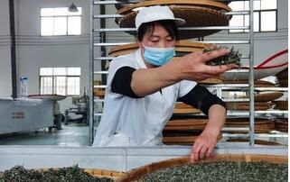 关于毕节七星关：深山古树茶 增收新产业的内容(5)