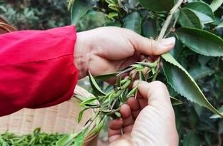 关于毕节七星关：深山古树茶 增收新产业的内容(1)
