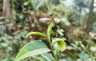 关于毕节七星关：深山古树茶 增收新产业的内容