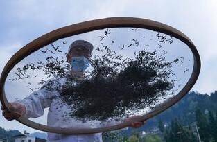 关于毕节七星关：深山古树茶 增收新产业的内容(4)