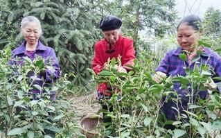 关于毕节七星关：深山古树茶 增收新产业的内容(2)