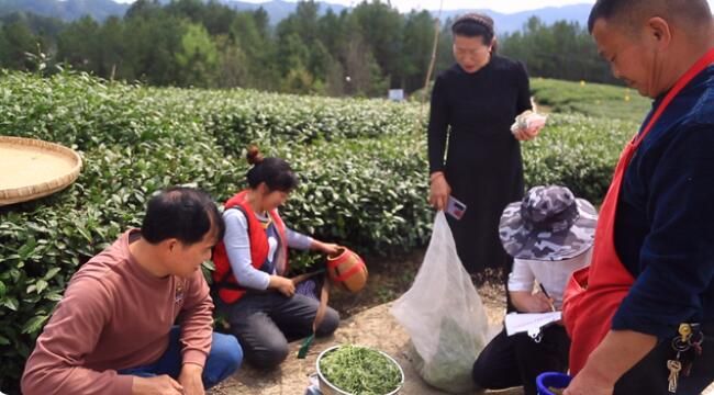 有关于万源:16万亩富硒春茶“抢鲜”开采的消息(2)