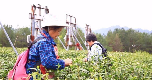 有关于万源:16万亩富硒春茶“抢鲜”开采的消息(1)