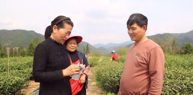 有关于万源:16万亩富硒春茶“抢鲜”开采的消息(4)