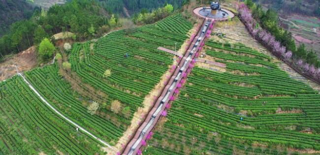 有关于万源:16万亩富硒春茶“抢鲜”开采的消息(5)