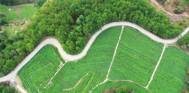有关于万源:16万亩富硒春茶“抢鲜”开采的消息