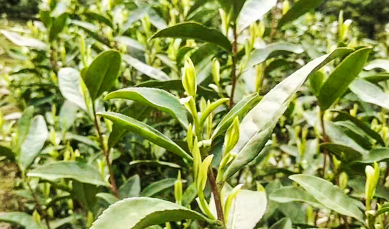 关于安徽省春茶开采动态发布（第一期）的消息