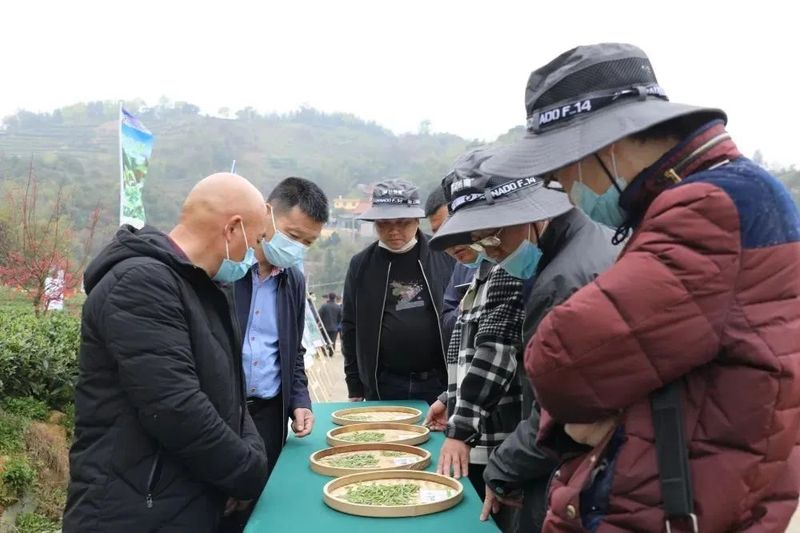 关于福建省茶叶绿色高效生产模式示范观摩会在点头镇江美村生态茶园召开的消息(8)