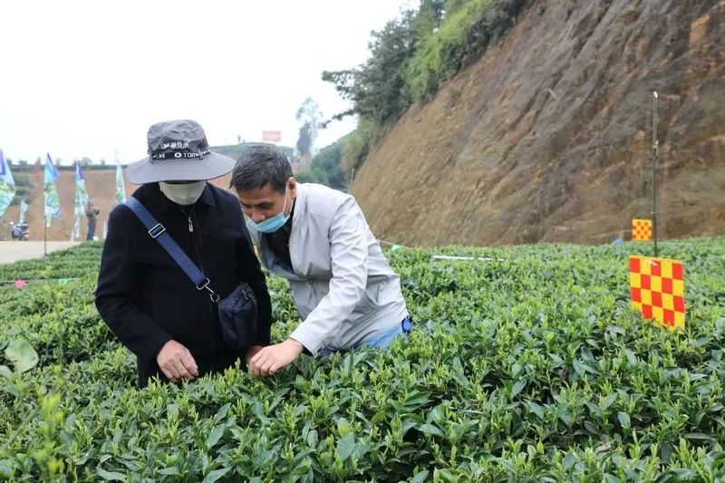 关于福建省茶叶绿色高效生产模式示范观摩会在点头镇江美村生态茶园召开的消息(7)