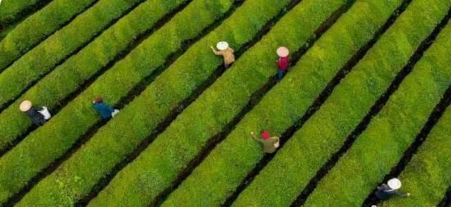 有关于江西新余千亩生态茶园迎春开采的信息(1)