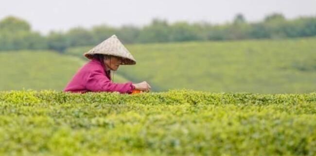 有关于江西新余千亩生态茶园迎春开采的信息(3)