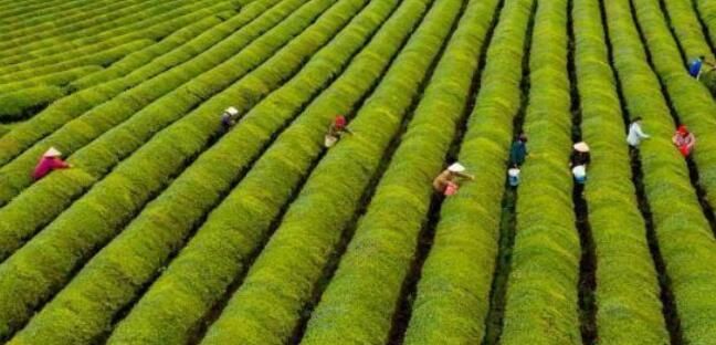 有关于江西新余千亩生态茶园迎春开采的信息