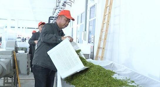 有关于红安2022年第一批老君眉茶上市，预计今年产值可突破1亿元的内容(2)