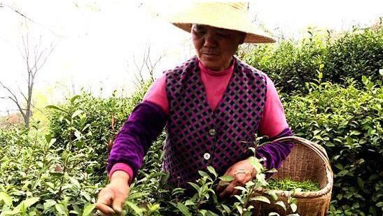 有关于红安2022年第一批老君眉茶上市，预计今年产值可突破1亿元的内容(1)