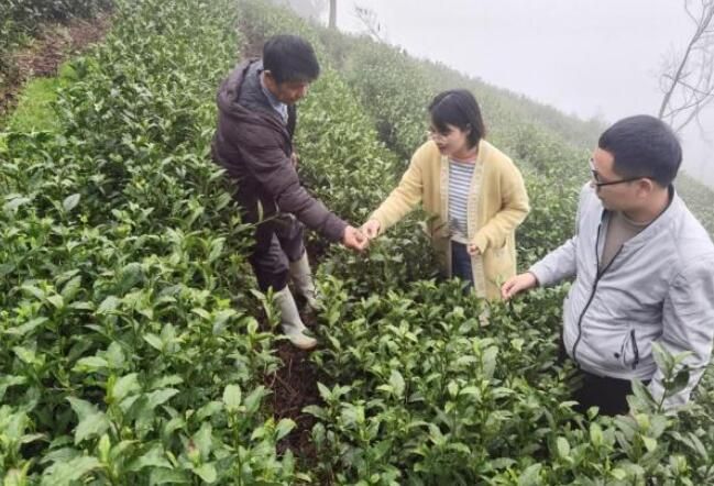有关于大塘镇“三举措”抓实茶产业高质量发展的最新消息(1)