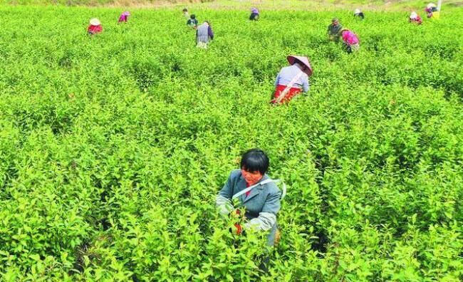有关于合肥2022首批春茶进入采摘期的资讯